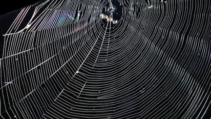 Watch spider building its web; phenomenal video goes viral