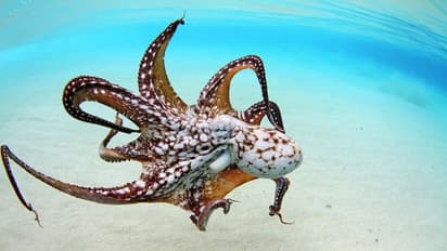 ഇണചേരാന് ശല്യം ചെയ്യുന്ന ആണുങ്ങളെ എറിഞ്ഞോടിക്കുന്നു, ഈ പെണ്മൃഗം!