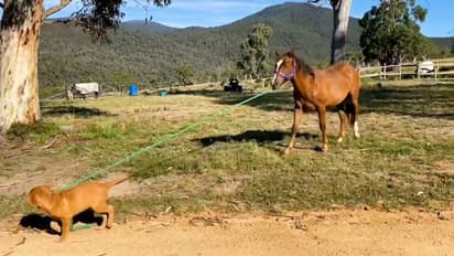 Dog takes horse for a walk in picturesque place; leaves netizens delighted