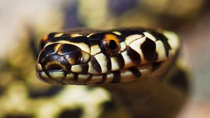 മണ്ണിനടിയില്നിന്ന് ബി എസ് എഫിന് മൂന്ന് കുപ്പികള് കിട്ടി, തുറന്നപ്പോള് 57 കോടി വിലയുള്ള പാമ്പിന്വിഷം!