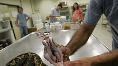 कोरोना वायरस और इस सांप का है गहरा संबंध, एक रिसर्च में सामने आई चौंकाने वाली बात