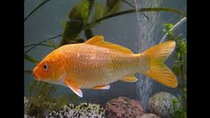 বাস্তুদোষ দূর করতে ঘরে রাখুন আরোয়ানা মাছের ছবি, জেনে নিন কোথায় রাখবেন এটি