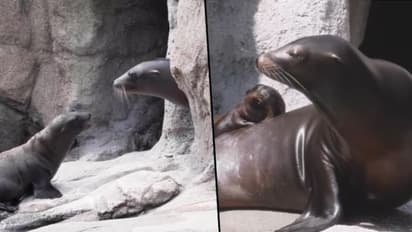 Watch baby sea lion plays and interacts with friends; viral video