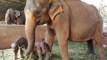 കുഞ്ഞന് ഇരട്ടയാനകള്; കൗതുകമുണര്ത്തുന്ന ചിത്രം വൈറലാകുന്നു