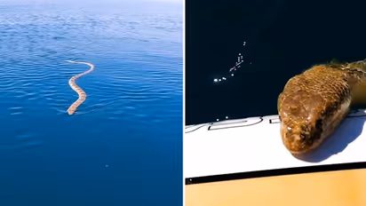 Man encounters sea snake while paddleboarding in ocean; watch clip