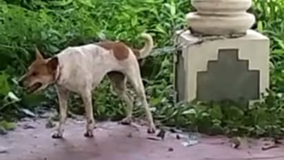 ആറുപേരെ കടിച്ച പേപ്പട്ടിയെ പിടികൂടി നിരീക്ഷണത്തിലാക്കി; സംഭവം ചെങ്ങന്നൂരിൽ