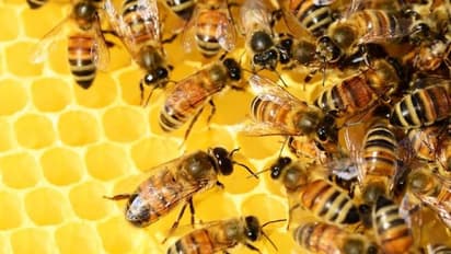 തേനീച്ചകളും ഇല്ലാതെയാവുന്നു, മനുഷ്യന്റെ നിലനിൽപ്പ് തന്നെ ഭീഷണിയിലാണോ?