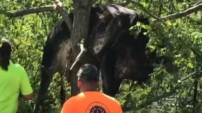 ఇడా తుఫాను: వరదల దాటికి చెట్టుపై చిక్కుకున్న ఆవు.. రక్షించేందుకు రెస్క్యూ టీమ్, వీడియో వైరల్