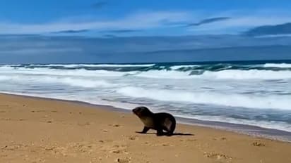 Seal pup exploring beach will make your day; watch viral video