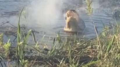 ഡ്രോണിനെ വായിലാക്കി ചവച്ച് ചീങ്കണ്ണി, തൊട്ടുപിന്നാലെ വായിൽ നിന്നും പുക, വീഡിയോ വൈറൽ