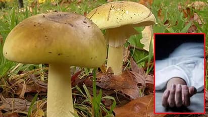 Poisonous Mushrooms: విషాదం.. విషపూరిత పుట్టగొడుగులు.. 13 మంది మృత్యువాత