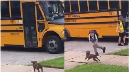 സ്കൂള്‍ ബസിലെത്തുന്ന കൂട്ടുകാരനെ കാത്തുനില്‍ക്കുന്ന വളര്‍ത്തുനായ; വൈറലായി വീഡിയോ