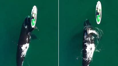 Woman's breathtaking encounter with huge whale while kayaking will leave you stunned; Watch video
