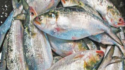 ആയിരം രൂപയുടെ മീനിന് വില 200, അയക്കൂറയും ആവോലിയും സുലഭം; മീനിന് റെക്കോര്‍ഡ് വിലത്തകർച്ച