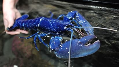 വലയെറിഞ്ഞ് കിട്ടിയത് നീല കൊഞ്ച്; വില 20 ലക്ഷം, കടലിലേക്ക് തന്നെ വിടുമെന്ന് മത്സ്യത്തൊഴിലാളി