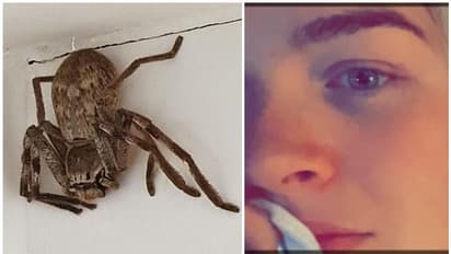 ഭീമൻ എട്ടുകാലിയെ കണ്ട് അലറിക്കരഞ്ഞ് യുവതി, പൊലീസിനെ വിളിച്ച് അയൽക്കാർ