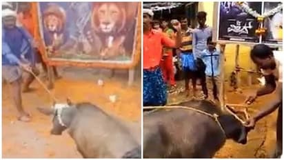 பிரபல நடிகரின் பிறந்தநாளில் எருமை மாட்டை பலி கொடுத்து ரசிகர்கள் செய்த அதிர்ச்சி செயல்!! போலீசார் விசாரணை!!