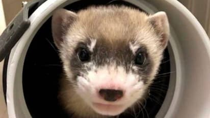 30 വർഷങ്ങൾക്ക് മുമ്പ് മരിച്ച ജീവിയുടെ കോശത്തിൽ നിന്നും പുതിയൊരു കുഞ്ഞ്, എലിസബത്ത് ആൻ എന്ന വെള്ളക്കീരി