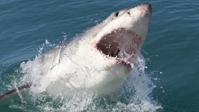 കടലില് നീന്തുന്നതിനിടെ യുവാവ് സ്രാവിന്റെ ആക്രമണത്തില് കൊല്ലപ്പെട്ടു