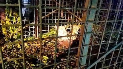 ছাগলের টোপেই খাঁচাবন্দি চিতাবাঘ, স্বস্তি ফিরল গেন্দ্রাপাড়া চা বাগানে