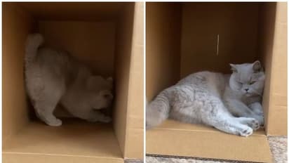 മുന്നിൽ കാർഡ്ബോർഡ് ബോക്സ്, പിന്നെ ഒന്നും നോക്കിയില്ല, പൂച്ചക്കുട്ടി ചെയ്തതു...