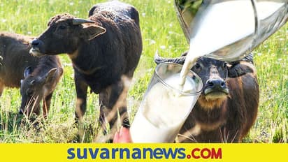 Buffalo Milk: ಎಮ್ಮೆಗೂ ಪೊಲೀಸರ ಭಯ, ಹಾಲು ಕೊಡುತ್ತಿಲ್ಲ ಎಂದು ರೈತನ ದೂರು, ಮರು ದಿನವೇ ಲೀಟರ್ಗಟ್ಟಲೆ ಹಾಲು!