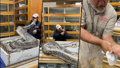 20-feet-long python attacks zookeeper; terrifying video goes viral