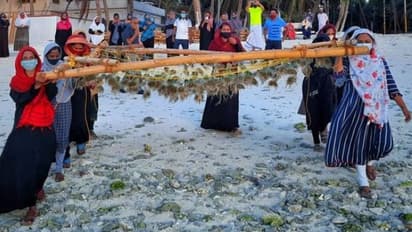 കടൽ പായൽ കൃഷിക്കൊരുങ്ങി ലക്ഷദ്വീപ്, പ്രതിവർഷം 30,000 ടൺ കടൽപ്പായൽ, 75 കോടിയുടെ നേട്ടമുണ്ടാക്കാമെന്ന് പഠനം