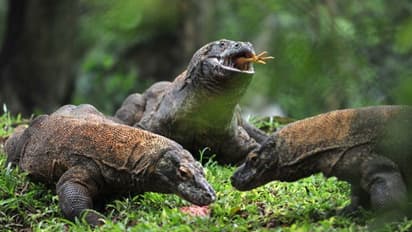 പന്നികളെയും മാനുകളെയും വരെ തിന്നും, 150 കിലോ വരെ ഭാരം, അറിയാം ഈ ഭീമൻ പല്ലികളെ...