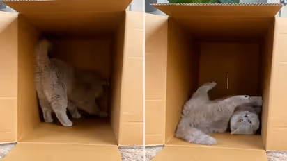 Viral video: Cat walking into cardboard box gains massive 11.6 million views