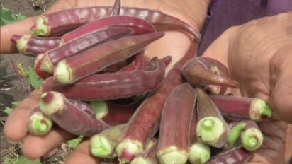 ചുവന്ന വെണ്ട വളര്ത്തി കര്ഷകന്, സാധാരണ വെണ്ടയേക്കാൾ ഗുണനിലവാരം, പോഷകപ്രദം? വിലയും അഞ്ചിരട്ടി