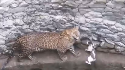 Watch leopard and cat's nail-biting face-off; find out who wins