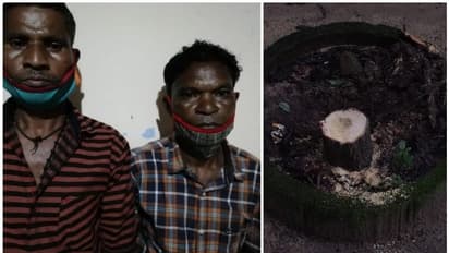 കളക്ട്രേറ്റ് വളപ്പിലെ ചന്ദന മരം മോഷണം: പ്രതികളെ തിരിച്ചറിഞ്ഞു