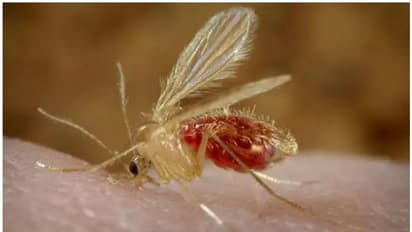 തൃശൂരിൽ വയോധികന് കരിമ്പനി സ്ഥിരീകരിച്ചു, രോഗിയെ മെഡിക്കൽ കോളേജിലേക്ക് മാറ്റും