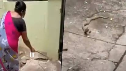 ദയവായി പോയിത്തരണം, വീട്ടിലെത്തിയ കുഞ്ഞിമൂർഖനോട് സ്നേഹത്തോടെ അഭ്യർത്ഥിച്ച് സ്ത്രീ, വീഡിയോ