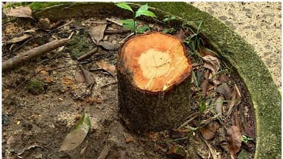 ചന്ദനമരം മുറിച്ചത് യന്ത്രവാൾ ഉപയോഗിച്ച്, തടി ജീപ്പിൽ വീട്ടിലേക്ക് കൊണ്ടുപോയി; പ്രതികളുമായി തെളിവെടുപ്പ്