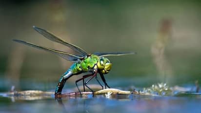 താപനില കൂടുന്നു, ബ്രിട്ടണിലും അയർലൻഡിലും തുമ്പികൾ വടക്കോട്ട് നീങ്ങുന്നു, നൽകുന്ന സൂചനയെന്ത്?