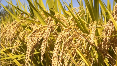 Egypt turns to India for wheat supply as Russia-Ukraine war disrupts supply