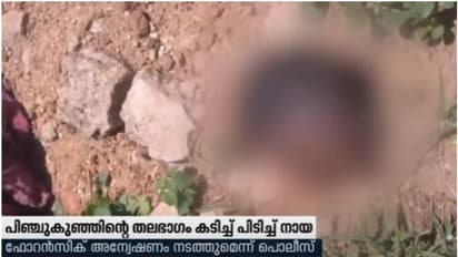 തെരുവിലൂടെ പിഞ്ചു കുഞ്ഞിന്റെ തല ഭാഗം കടിച്ച് പിടിച്ച് നായ; ഞെട്ടി നാട്ടുകാര്