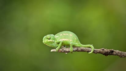 South Korean researchers claim to create colour changing artificial 'skin'