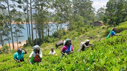 ആനുകൂല്യങ്ങൾ നൽകാതെ അടച്ചുപൂട്ടിയ തോട്ടങ്ങൾ, ഒടുവിൽ നീതി; തൊഴിലാളികളുടെ ഗ്രാറ്റുവിറ്റി കുടിശിക നൽകാൻ ഉത്തരവ്