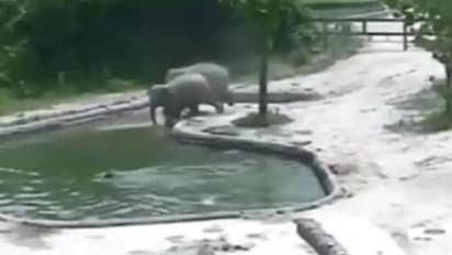 കളിച്ചുകൊണ്ടിരിക്കുന്നതിനിടെ കുട്ടിയാന വെള്ളത്തില് വീണു; പിന്നീട് സംഭവിച്ചത്...