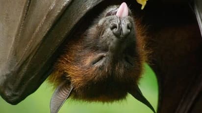 Corona से भी ज्यादा खतरनाक है Nipah virus, क्या अभी तक इसकी कोई दवा बनी है?