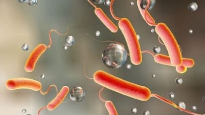 എന്താണ് കോളറ? ശ്രദ്ധിക്കേണ്ട കാര്യങ്ങൾ എന്തൊക്കെ ?