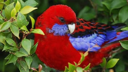 കാലാവസ്ഥാ വ്യതിയാനം, കൊടുംചൂട് താങ്ങാൻ വയ്യ, 'രൂപമാറ്റ'ത്തിന് വിധേയരായി പക്ഷികൾ