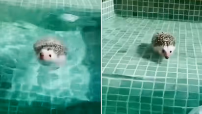 Watch: Here's an adorable video of hedgehog swimming in a pool; clip goes viral