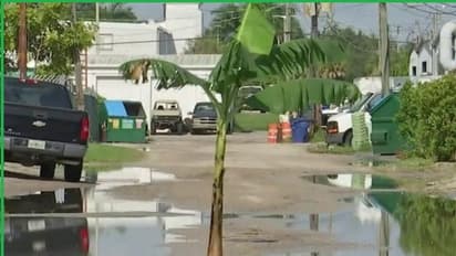 ಭಾರತ ಮಾತ್ರವಲ್ಲ, ವಿದೇಶದಲ್ಲೂ ಇದೇ ಗೋಳು; ಫ್ಲೋರಿಡಾ ರಸ್ತೆ ಗುಂಡಿಯಲ್ಲಿ ಬಾಳೆ ಗಿಡ ನೆಟ್ಟು ಪ್ರತಿಭಟನೆ!