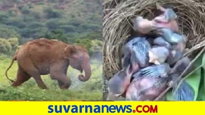 Video: ಇಡೀ ಬಾಳೆ ತೋಟ ನಾಶ ಮಾಡಿದ್ರೂ, ಪುಟ್ಟ ಹಕ್ಕಿಗಳ ಗೂಡಿದ್ದ ಒಂದು ಗಿಡ ಬಿಟ್ಟ ಆನೆ!