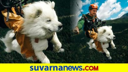 ಜಾಲಿಯಾಗಿ ಪಾರಾಗ್ಲೈಡಿಂಗ್ ಮಾಡಿದ ನಾಯಿ: ವಿಡಿಯೋ ವೈರಲ್