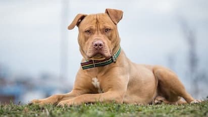 செல்லப்பிராணி மேல் இம்புட்டு லவ்வா..? ஒரு விமானத்தையே புக் செய்த எஜமானர்…